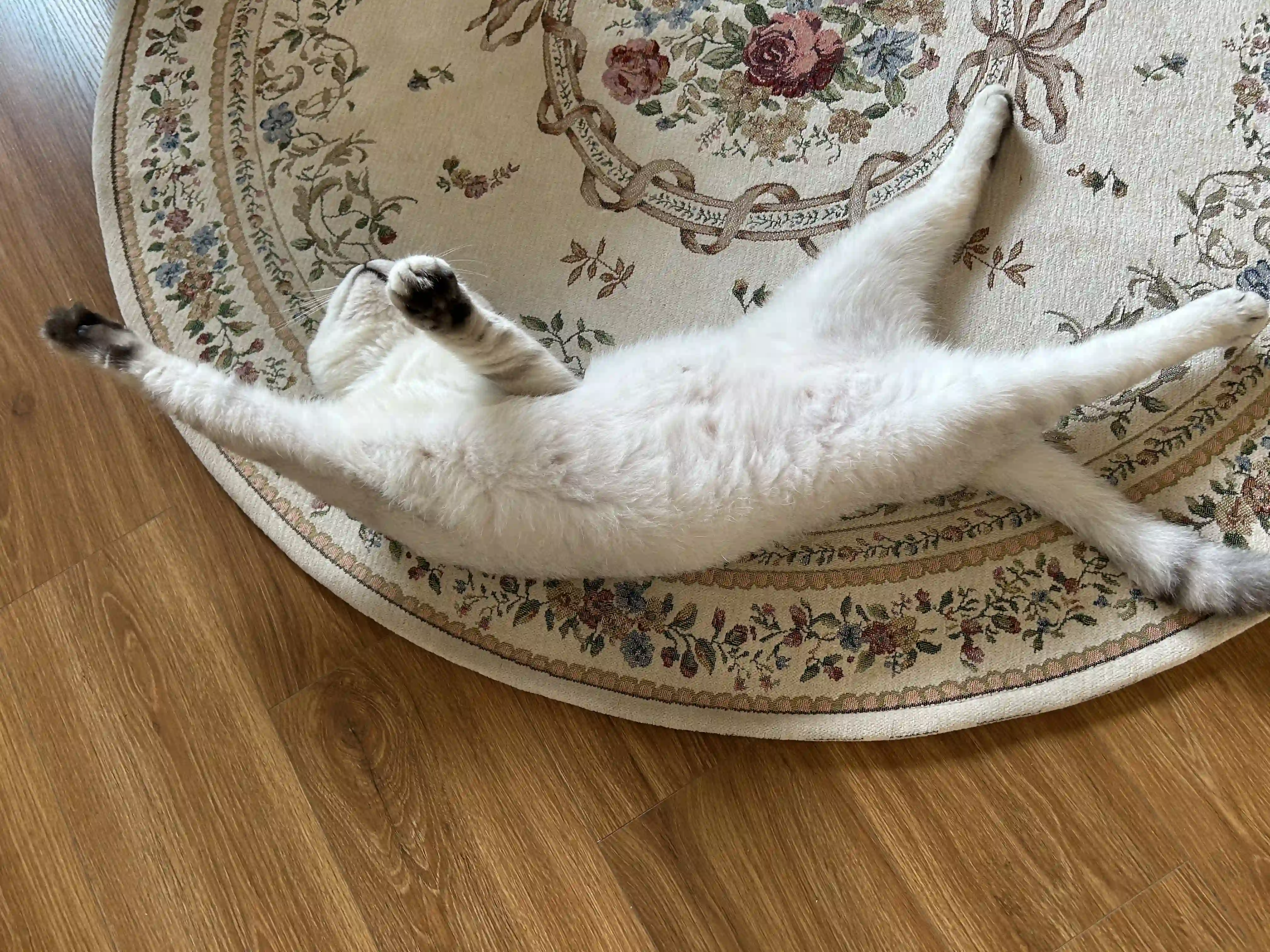 Sumo playing with a toy